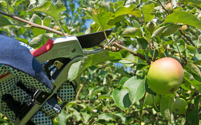 3 gode metoder til beskæring af dit frugttræ